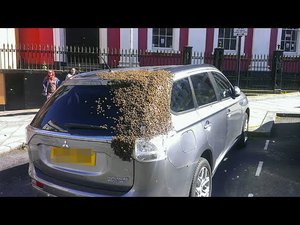 Bees chase car for 2 days to rescue queen