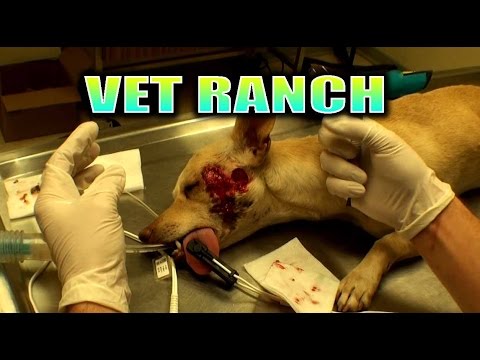 Pup with Terrible Wound on Face, Vet Ranch