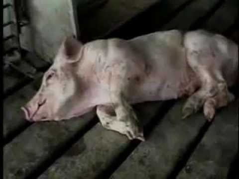 PETA Animal Cruelty - Food Inc Movie Health Sanitation Abuses - Go Vegetarian or Vegan