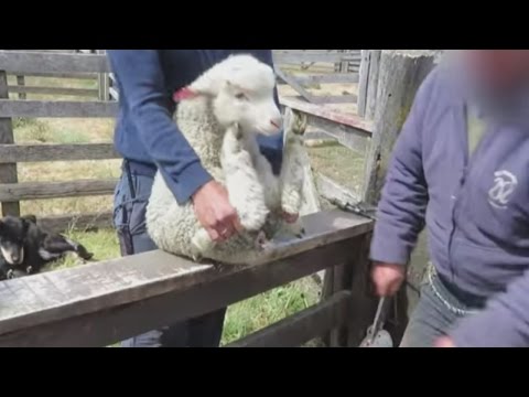 Warning: Graphic video of animal cruelty on a wool farm in Argentina