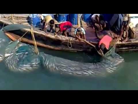 INNSANE FISHING .Fishermen of India with huge catch IN Arabian Sea.