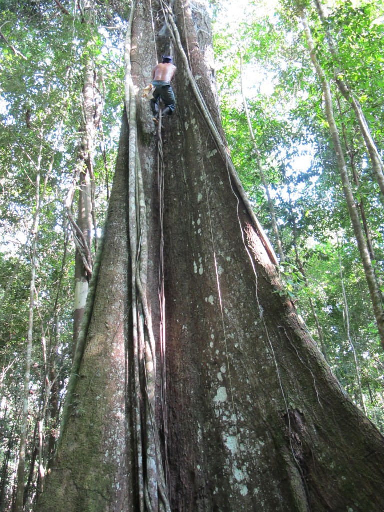 George, a member of Gorman's crew, climbing high into a Lagarto Caspi tree.