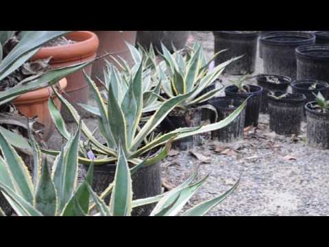 **Agave Americana 'Marginata'**  ++  Buy Variegated Century Plants  ++