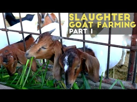 Slaughter Goat Farming in the Philippines - Agribusiness Season 1 Episode 3 Part 1