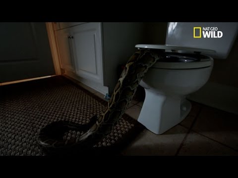 Un serpent dans les toilettes