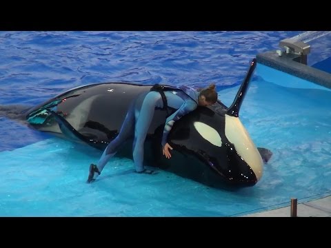 One Ocean All New Shamu Show SeaWorld Orlando Fl 2014/2015