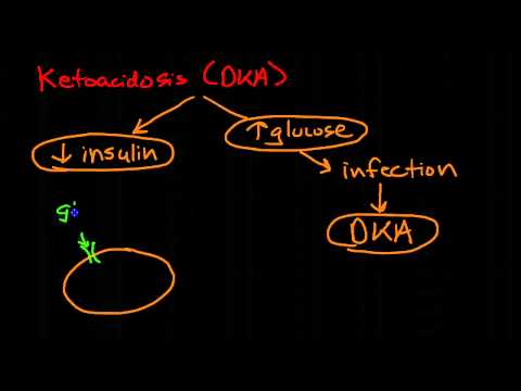 Pathophysiology of Diabetes Mellitus