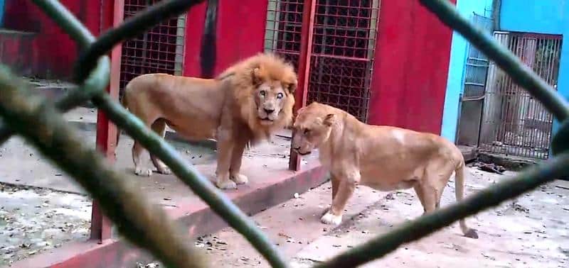 Lions in Moca Zoo (D.R.)