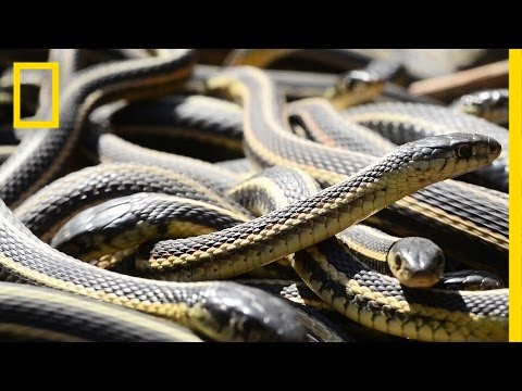 If You're Scared of Snakes, Don't Watch This