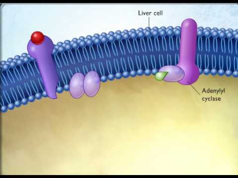 action of epinephrine