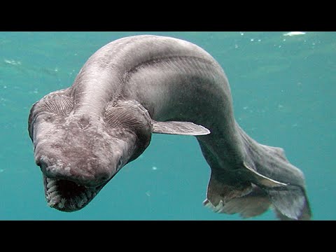 World's Deadliest Animals: The Deep [National Geographic Documentary]