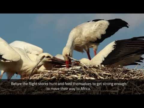 Bocian biały w Polsce (White Stork in Poland)