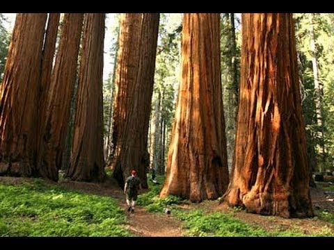 Unknown Sequoia National Park - Best Parks Ever - 4346