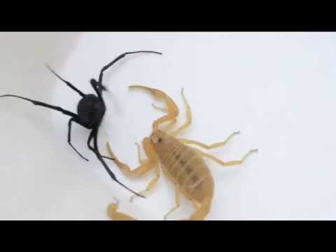 Escorpión vs Viuda Negra. Black Widow vs Scorpion