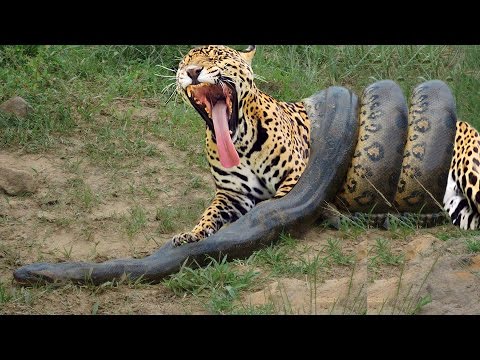 Giant Anaconda vs Jaguar - Python vs Tiger - Python vs Leopard