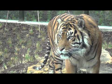 The Zoological Society of London - Tiger Territory - 21 March 2013