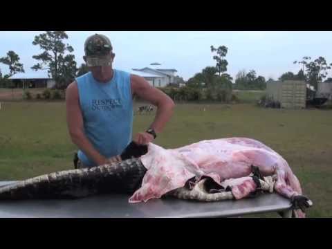 how to skin, de-bone and flesh out an alligator