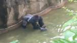 Boy saved by fatally shooting gorilla in US