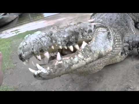 World's Largest Crocodile in Captivity : Kamp Kenan S3 Episode 10