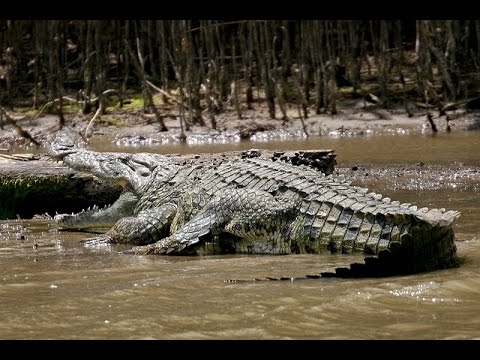 The giant crocodile 6 m | Animal Planet 2015 | Wildlife Documentary