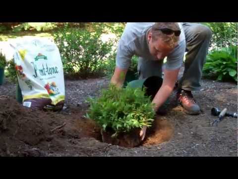 How to Plant a Shrub