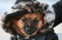 Everyone, including Nanou, a Pomeranian, was feeling the chill on Monday, the coldest May morning in Sydney since 1999.