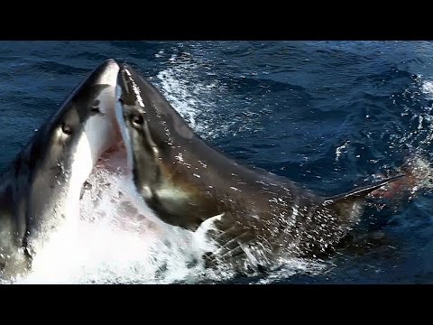 Shark Vs Shark: Giant Great White Attacks Another Great White