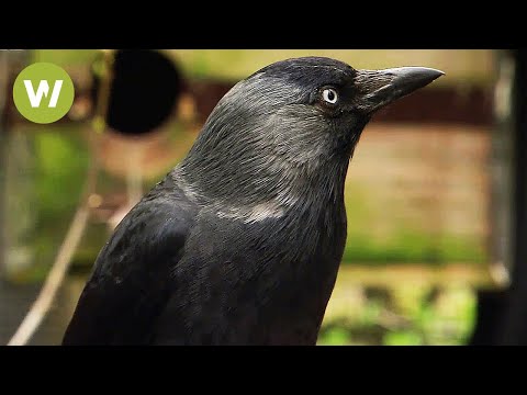 Ravens -  the most intelligent birds in the world (animal documentary in HD)