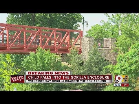 Zoo: Gorilla killed after dragging boy who fell into exhibit; child hospitalized