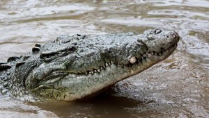 American crocodile in La Manzanilla, Jalisco, Mexico in its natural environment.