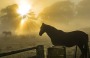 Stuart Row's shot of horses on a foggy autumn morning, taken near Coulter Drive in Belconnen. 