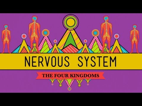 The Nervous System - CrashCourse Biology #26