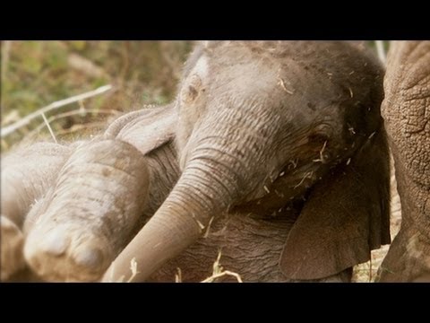 Even baby elephants are big! - Amazing Animal Babies: African Elephant (Ep 3) - Earth Unplugged