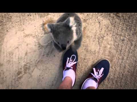 The moment this baby koala climbs up and cuddles cameraman