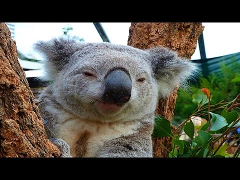 Funniest Koala Bear Videos EVER