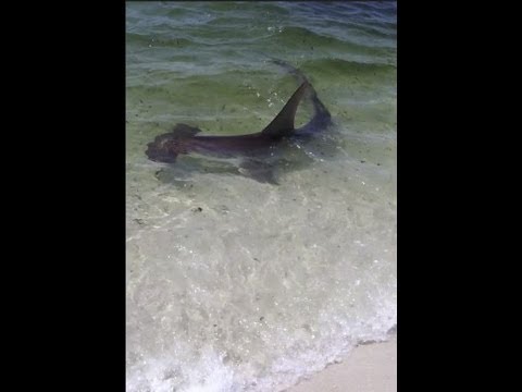 Navarre Beach Shark!