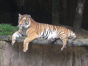 The Indochinese tiger or Corbett's tiger (Panthera tigris corbetti) is a subspecies of tiger found in Cambodia, Laos, Burma, Thailand, and Vietnam and formerly in China. Tigers in peninsular Malaysia, formerly classified as Indochinese, have recently been reclassified as a separate subspecies, Malayan tiger Panthera tigris jacksoni. The "Corbett's" name stems from the scientific name of the subspecies, Panthera tigris corbetti, which in turn is named in honor of Jim Corbett. No Indochinese tigers have been seen in China since 2007, and it is believed that the last specimen was killed and eaten by a man now sentenced to 12 years and imprisoned for the crime.