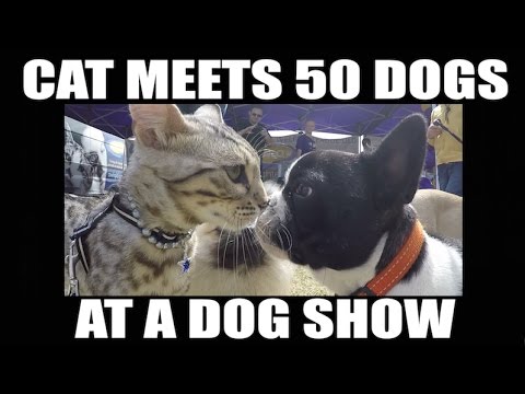 I walked my CAT "on Leash" at a DOG show, dogs reaction PRICELESS