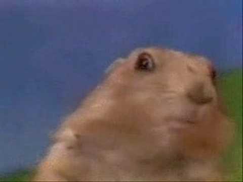 Drama Prairie Dog