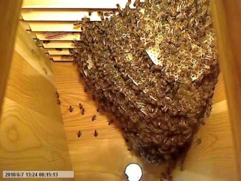 High speed summary of Life inside the Beehive / Snabbspolning genom livet i bisamhället