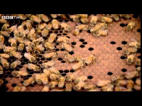 Behind the Beehive - The Code - Episode 2 - BBC Two