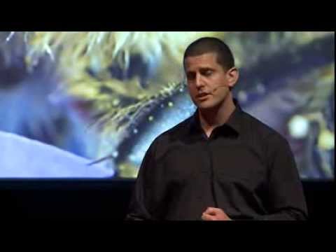 Life inside the beehive: Mat Welch at TEDxPerth