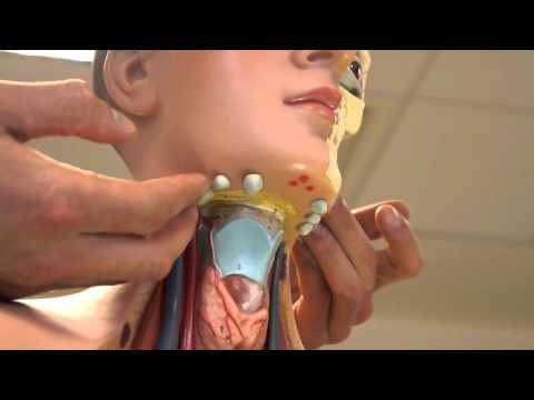 Clinical Examination - Head and Neck Lymph nodes