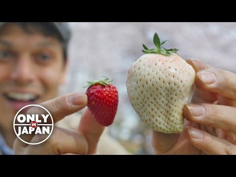 Japan's White Strawberry: Luxury Fruit Unboxing & Adventure