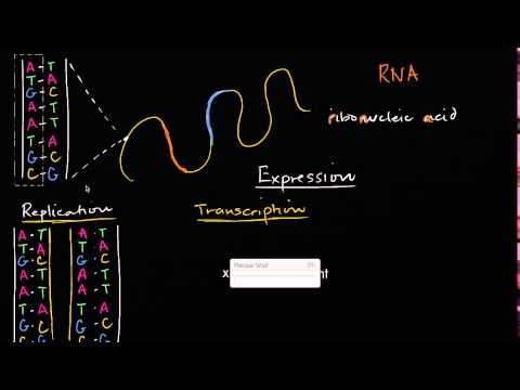 DNA replication and RNA transcription and translation | Khan Academy