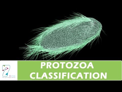 Protozoa Classification