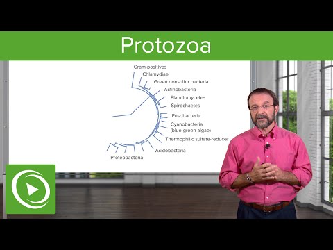 Protozoa – Introduction to Microbiology | Medical Education Videos