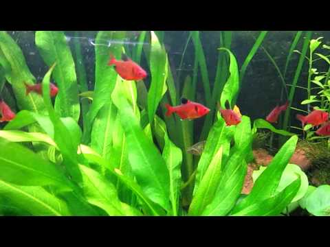 Species Info: Serpae Tetra (Red Minor Tetra)