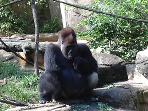 Male gorilla (Gorilla gorilla) at the Cincinnati zoo, 8 septembre 2012,  United States