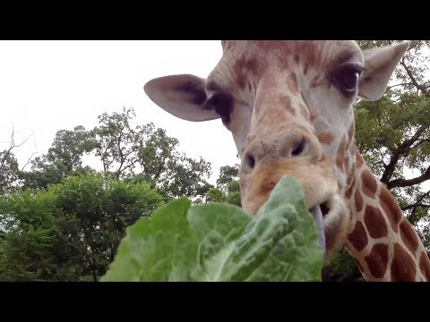 Feeding giraffes at Elmwood Park Zoo